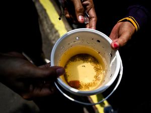 Kecamatan di DKI Ini Jadi Lokasi Pertama Tempat Ditebarnya Nyamuk Wolbachia