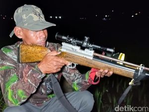 Penembak Dikerahkan Basmi Hama Tikus di Kulon Progo, 1 Ekor Dibayar Rp 4.000 Penembak Dikerahkan Basmi Hama Tikus di Kulon Progo, 1 Ekor Dibayar Rp 4.000