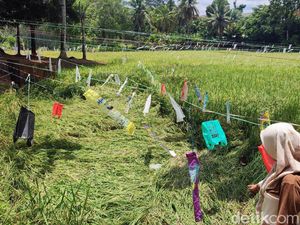 Jelang Masa Panen, Petani Optimal Tangkal Hama di Area Sawah Lubuklinggau