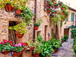 5 Tanaman yang Bisa Bikin Rumah Makin Cantik