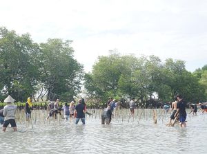 HMJ Jurnalistik UIN Alauddin Makassar Tanam 1.900 Bibit Mangrove di Pangkep HMJ Jurnalistik UIN Alauddin Makassar Tanam 1.900 Bibit Mangrove di Pangkep