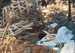 Sedihnya Biawak di Palabuhanratu, Mengais Sampah demi Sesuap Makanan Sedihnya Biawak di Palabuhanratu, Mengais Sampah demi Sesuap Makanan