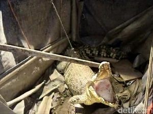 Damkar Brebes Evakuasi Buaya 2 Meter dari Gudang Kosong