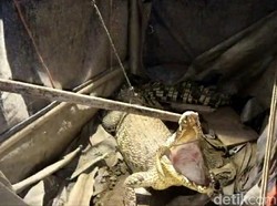 Damkar Brebes Evakuasi Buaya 2 Meter dari Gudang Kosong