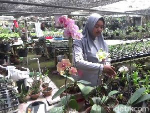 Cantiknya Anggrek Bikin Warga Lumajang Cuan Jutaan Rupiah Cantiknya Anggrek Bikin Warga Lumajang Cuan Jutaan Rupiah