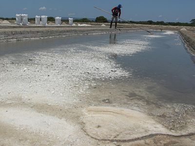Gagal Panen, Harga Garam Petani Kupang Merosot ke Rp 35 Ribu/Karung