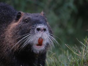 Teror Satwa Mirip Tikus Gigi Oranye Bikin Geger California