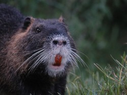 Serbuan Hewan Mirip Tikus Gigi Oranye Bikin Panik Warga California