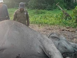 Gajah Liar di TN Way Kambas Ditemukan Mati