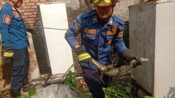 Biawak Raksasa Bikin Geger Bogor, Warga Panik Minta Bantuan Damkar