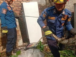 Sempat Ngumpet di Bawah Kulkas Bekas, Biawak Dievakuasi Damkar Bogor