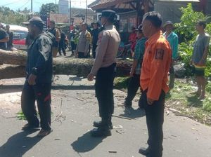 Pohon Mahoni Tumbang Timpa Rumah Warga Sukabumi Pohon Mahoni Tumbang Timpa Rumah Warga Sukabumi