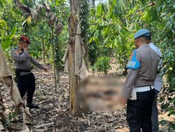 Mayat Laki-laki Tanpa Identitas Ditemukan di Kebun Warga, Jasad Terbakar