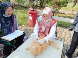 1.200 Hewan di Lubuklinggau Diberi Vaksin Rabies, Target Belum Tercapai