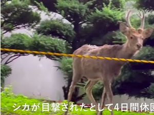 Rusa Liar Muncul Tiba-tiba, Jepang Tutup Kebun Raya Universitas Rusa Liar Muncul Tiba-tiba, Jepang Tutup Kebun Raya Universitas