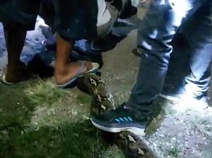 Momen Warga Bone Bolango Bunuh Ular Piton 8 Meter gegara Mangsa Anak Kambing Momen Warga Bone Bolango Bunuh Ular Piton 8 Meter gegara Mangsa Anak Kambing