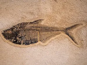 200 Fosil Laut Ditemukan Terkubur di Bawah Bangunan SMA Los Angeles