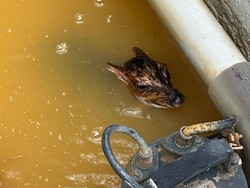 Ada Kancil Nyasar ke Kolam Resort, Untung Dia Selamat