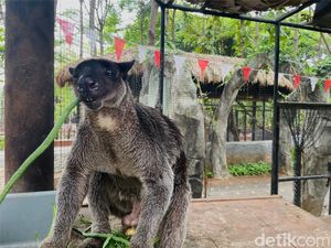 Kanguru Pohon Kelabu, Satwa Papua yang Jago Manjat Ada di Faunaland Kanguru Pohon Kelabu, Satwa Papua yang Jago Manjat Ada di Faunaland
