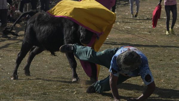 Melihat Festival Adu Banteng Terbesar di Bolivia