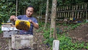 Melihat Sentra Budi Daya Lebah Madu di Lembang