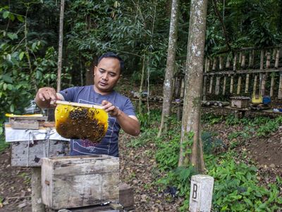 Melihat Sentra Budi Daya Lebah Madu di Lembang
