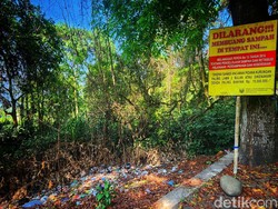 Ironi Biawak Mengais Sampah di Cagar Alam Palabuhanratu