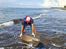 Keluarkan Bau Busuk, Penyu Lekang Mati Terdampar di Pantai Perancak Jembrana