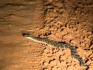 7 Fakta Bandotan Gembung, Ular yang Jalannya Lurus