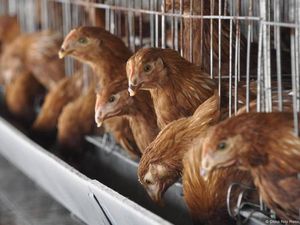 Video: Kematian Pertama Akibat Flu Burung di AS Video: Kematian Pertama Akibat Flu Burung di AS