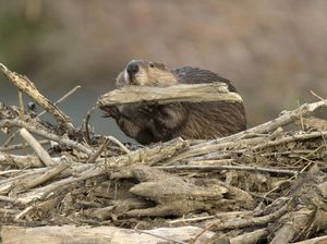 Ketika Hewan Si Pembuat Bendungan Picu Perdebatan Warga