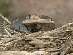 Ketika Hewan Si Pembuat Bendungan Picu Perdebatan Warga