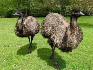 Burung Besar Emu yang Suka Pelukan Ditemukan Mati Burung Besar Emu yang Suka Pelukan Ditemukan Mati