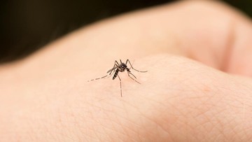 Chikungunya Tembus 7 Ribu Kasus, China Terapkan Protokol Mirip COVID