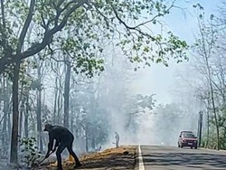 Hutan TN Baluran Terbakar, Asap Ganggu Pengguna Jalan Jalur Pantura