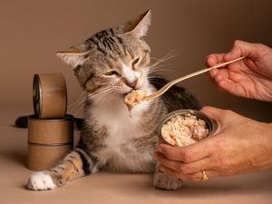 Video KuTips: Dos and Donts Pilih Pakan Kucing ala Dokter Hewan Video KuTips: Dos and Donts Pilih Pakan Kucing ala Dokter Hewan
