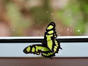 Kenapa Kupu-Kupu Hidup Hanya Beberapa Hari? Ini Penjelasannya Kenapa Kupu-Kupu Hidup Hanya Beberapa Hari? Ini Penjelasannya