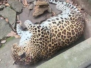 Kebun Binatang di China Dituduh Gemukkan Hewan Agar Viral