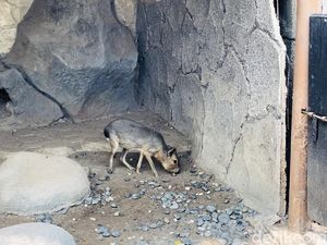 Mara Patagonia, Hewan Mirip Kapibara, Ada di Faunaland Ancol