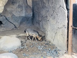 Mara Patagonia, Hewan Mirip Kapibara, Ada di Faunaland Ancol