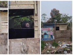 Viral Beruang Cari Makan di Tempat Sampah Warga, TNBBS Buka Suara