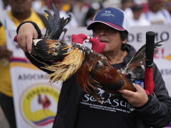 Warga Kolombia Protes RUU Larangan Sabung Ayam