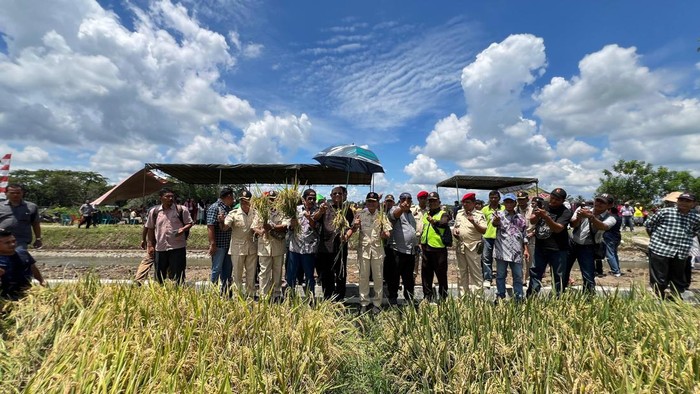 Calon Bupati Langkat, Syah Afandin di saat  menghadiri panen raya di Dusun VI Desa Kwala Mencirim, Kecamatan Sei Bingei. (dok. Istimewa)