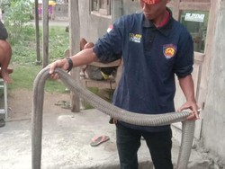 Ular 2,5 Meter yang Teror Permukiman di Kalasan Sleman Diduga King Cobra