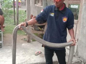 Ular 2,5 Meter yang Teror Permukiman di Kalasan Sleman Diduga King Cobra Ular 2,5 Meter yang Teror Permukiman di Kalasan Sleman Diduga King Cobra