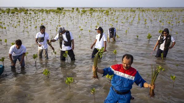 Jaga Kelestarian Mangrove di Pesisir Indramayu