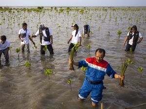 Jaga Kelestarian Mangrove di Pesisir Indramayu Jaga Kelestarian Mangrove di Pesisir Indramayu