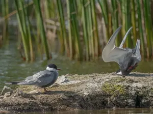 Karya Finalis Kontes Foto Kocak Hewan Bikin Ngakak
