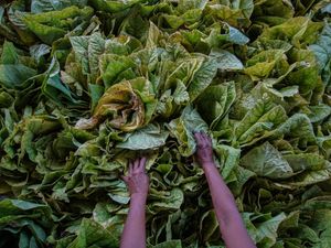 Rencana Kemasan Polos Rokok Bikin Petani Tembakau Resah Rencana Kemasan Polos Rokok Bikin Petani Tembakau Resah