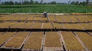 Potret Panen Raya Tembakau di Lumajang, Harga Naik Jadi Rp 65 Ribu/Kg